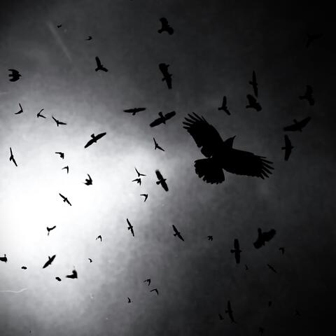 Raven