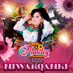 Qayna Niwarqanki