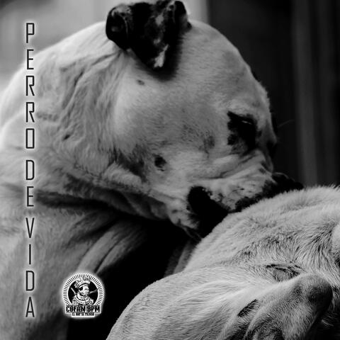 Perro De Vida