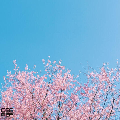 Aurai