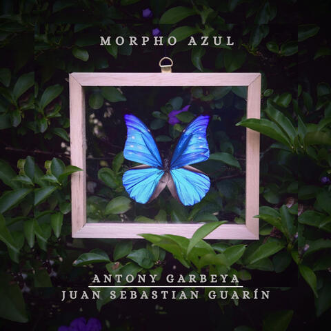 Morpho Azul