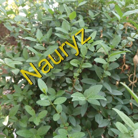 Nauryz