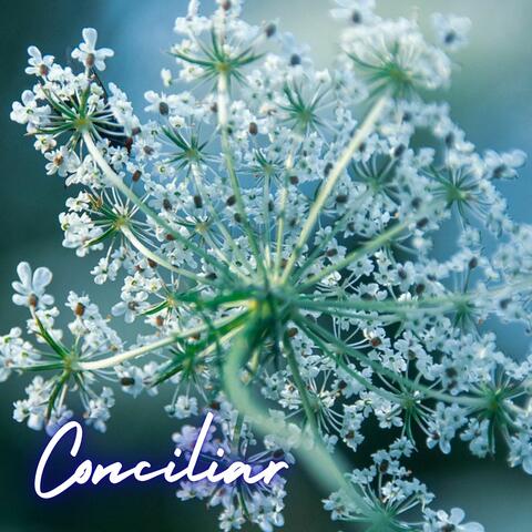 Conciliar