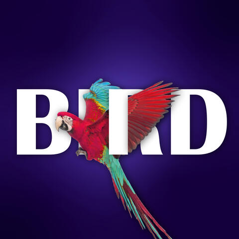 B.I.R.D