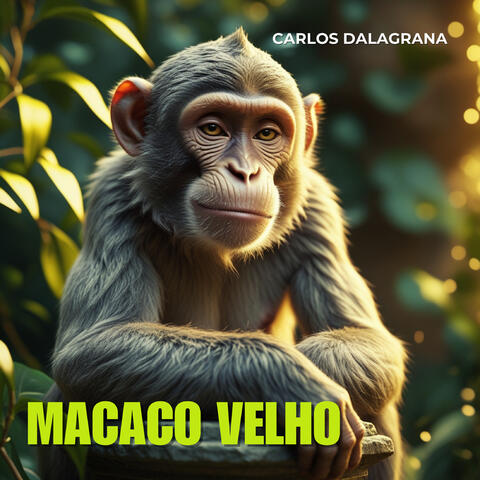 Macaco Velho