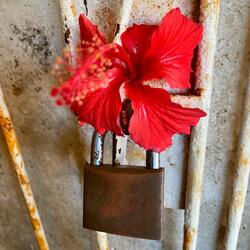 Ela Quer Voltar pra Mim