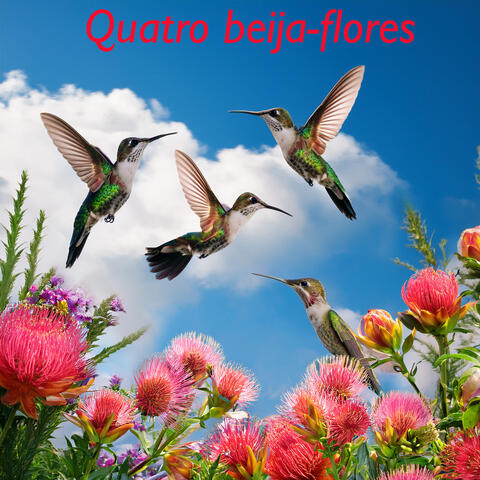 Quatro Beija-Flores