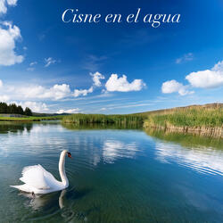Cisne en el Agua