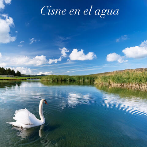 Cisne en el Agua