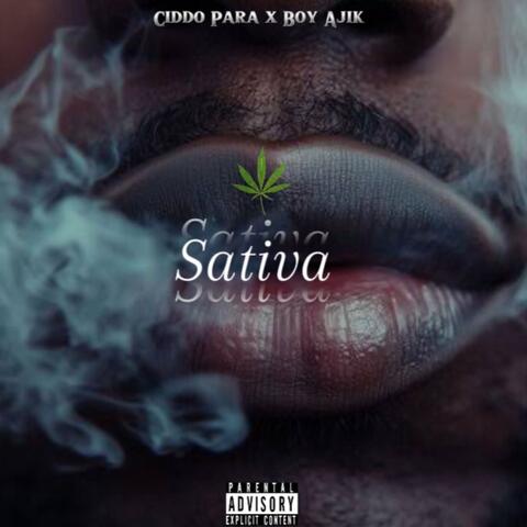 Sativa