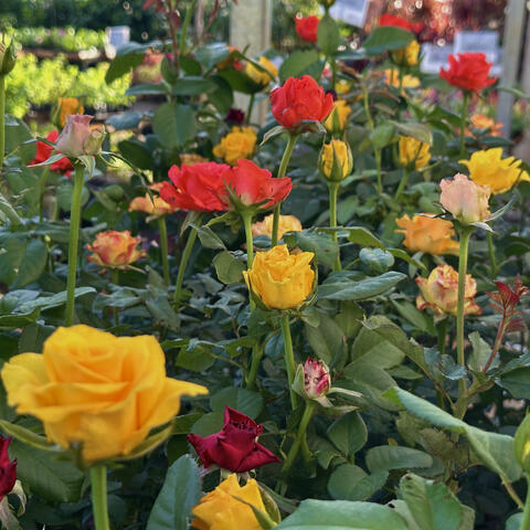 Flor de Dezembro (Guia)