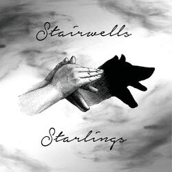 Starlings