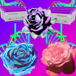 Daydream Roses 2