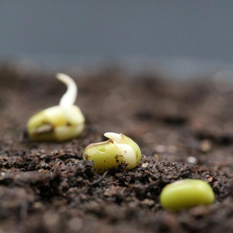 Germination