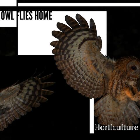 Owl Flies Home