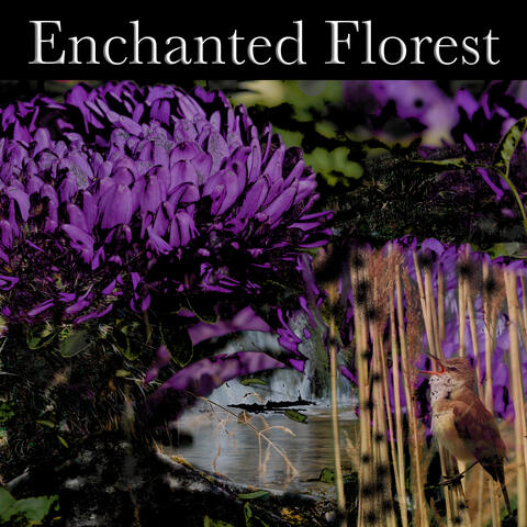 Enchanted Florest
