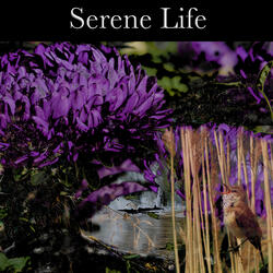 Serene Life