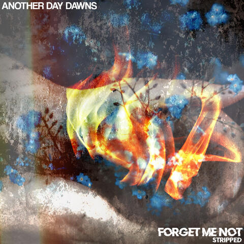 Forget Me Not