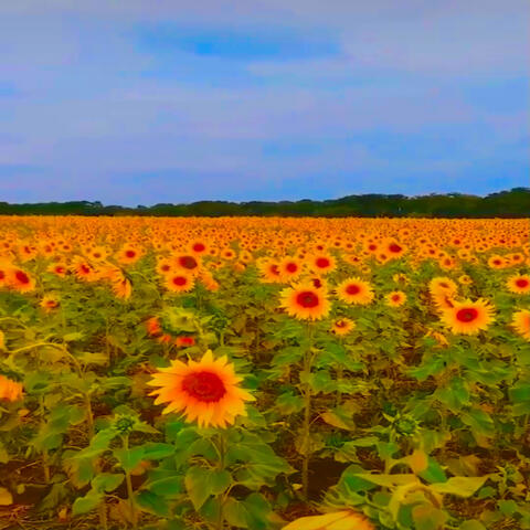 Girassóis de Van Gogh
