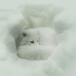Hibernation
