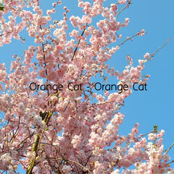 Orange Cat