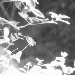 Distante