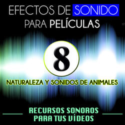Pájaros y Aves Acuáticas 4