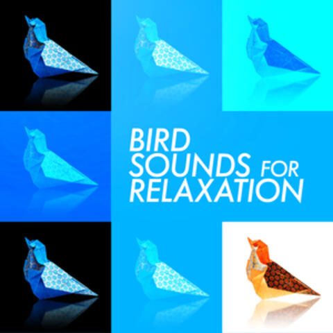 Bird Sounds for Relaxation