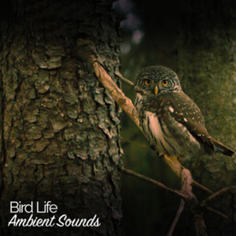 Bird Life: Ambient Sounds