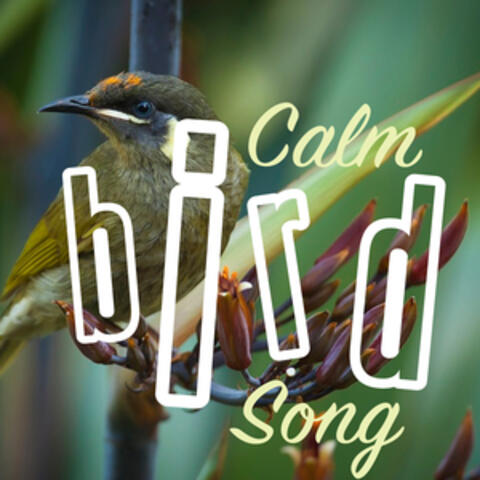 Calm Bird Song