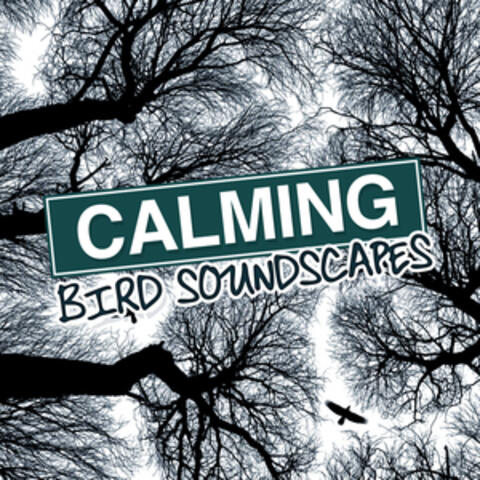 Calming Bird Soundscapes