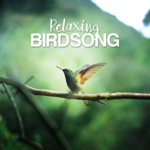 Relaxing Birdsong