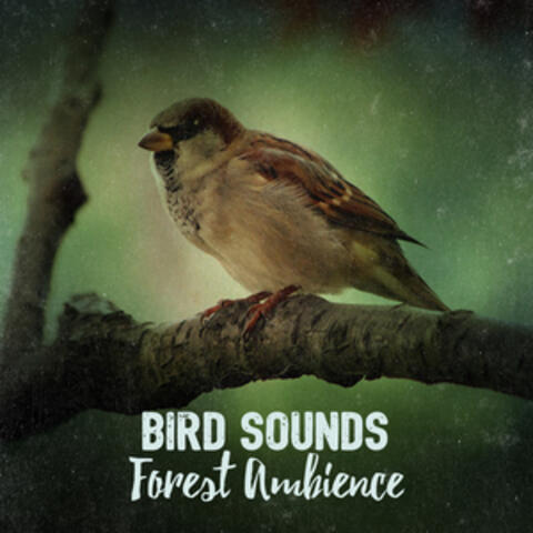 Bird Sounds: Forest Ambience
