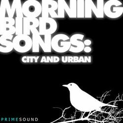 Blackbird Morning Song During Springtime Rainshower