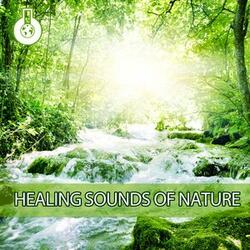 Healing Sounds of Nature