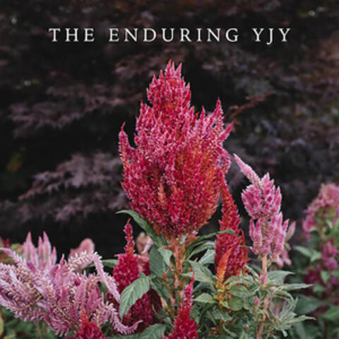 The Enduring YJY