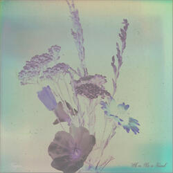 A Heavy Heart, an Ocean No More