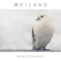 Herzschlägt