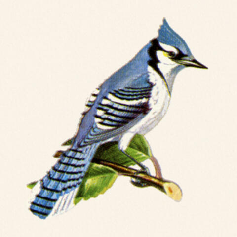 The Blue Jay EP