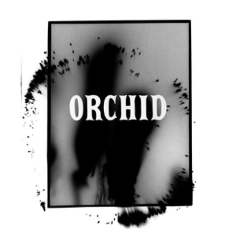 Orchid