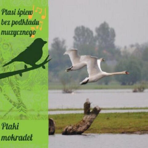 Wetland Birds from Poland
