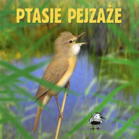 The songs and calls of birds from Poland