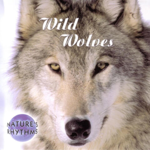 Wild Wolves