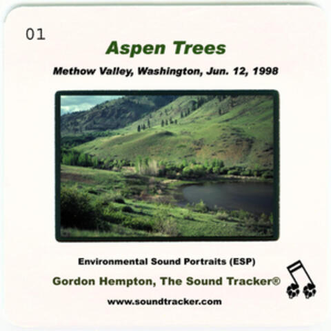 Aspen Trees