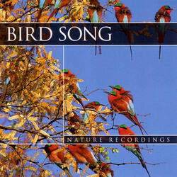 Birdsong 3