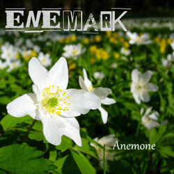 Anemone