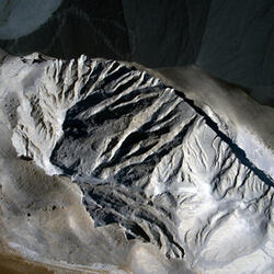 Broken Ecologies VII