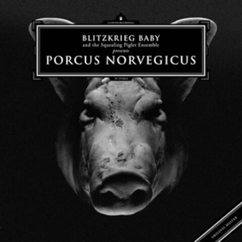 Porcus Norvegicus