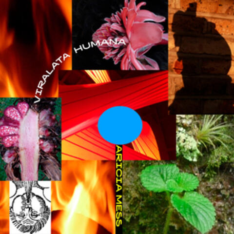 Viralata Humana