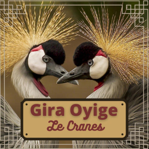 Gira Oyige